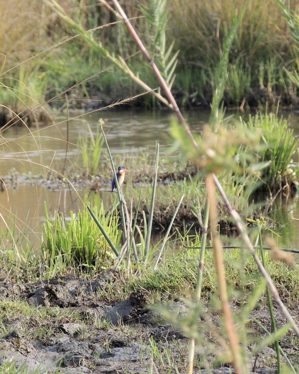 Malachite Kingfisher - ML491419901