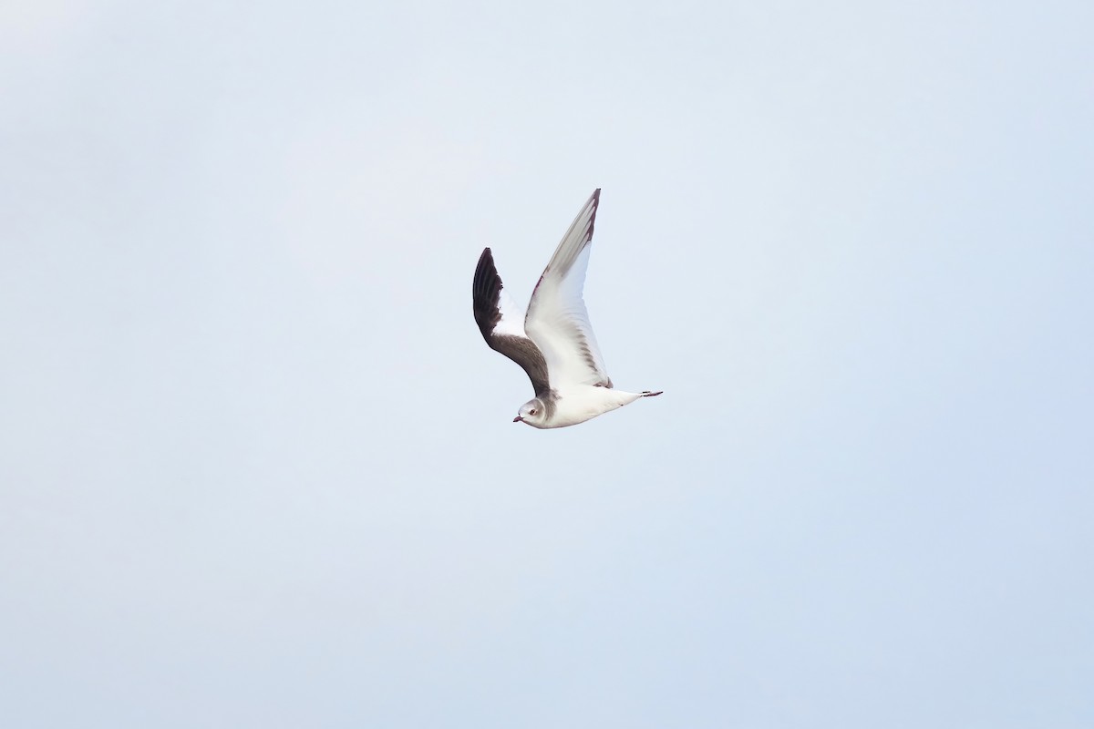 Sabine's Gull - ML491420571