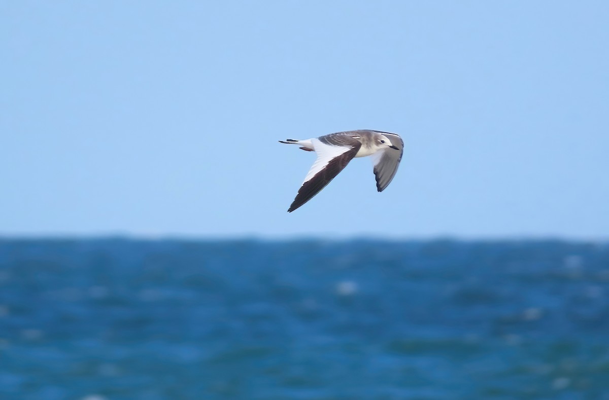 Sabine's Gull - ML491420581