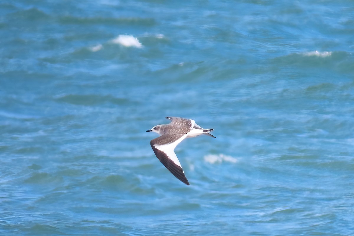 Sabine's Gull - ML491420591