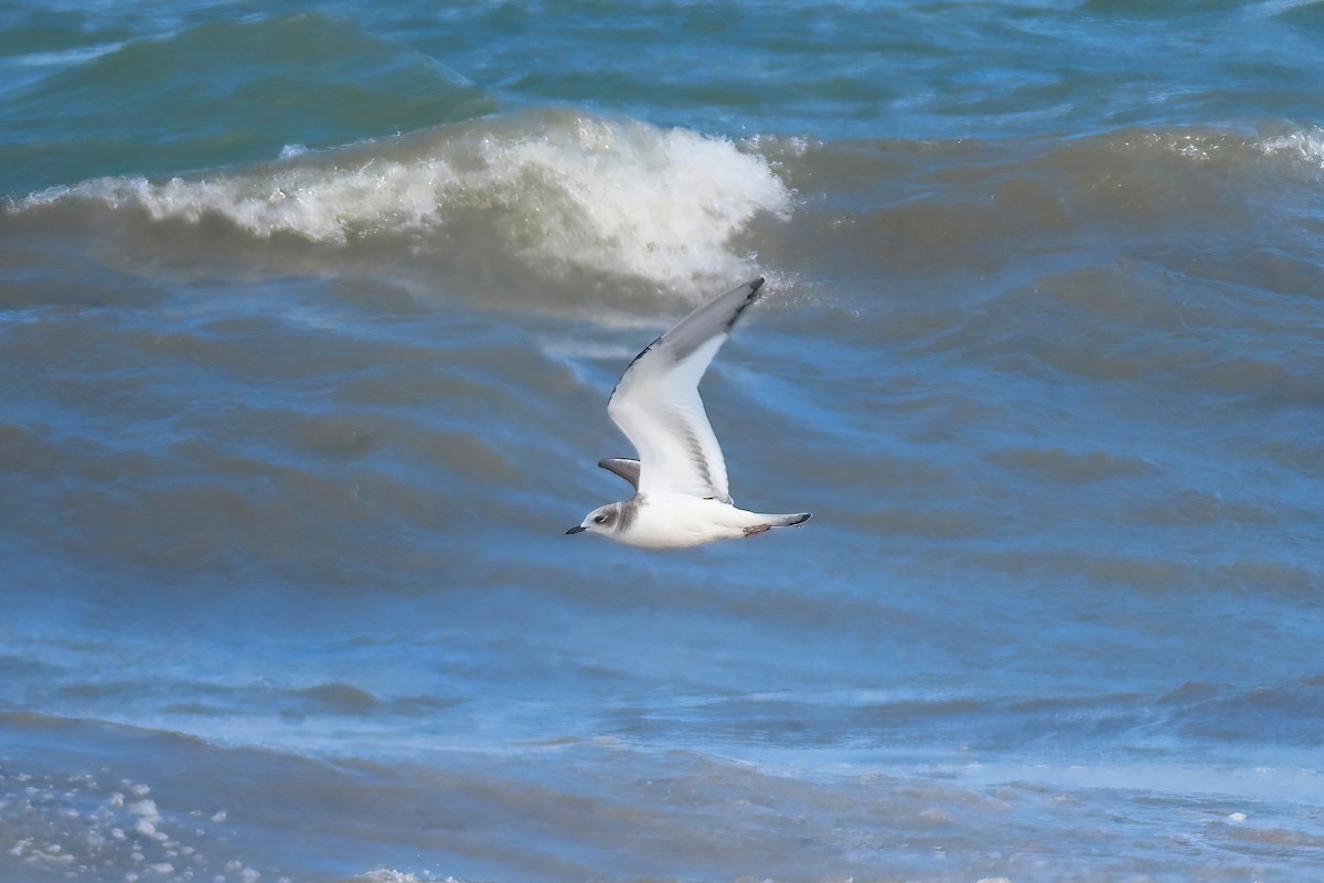 Mouette de Sabine - ML491420601