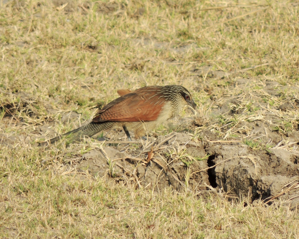 White-browed Coucal - ML491420951