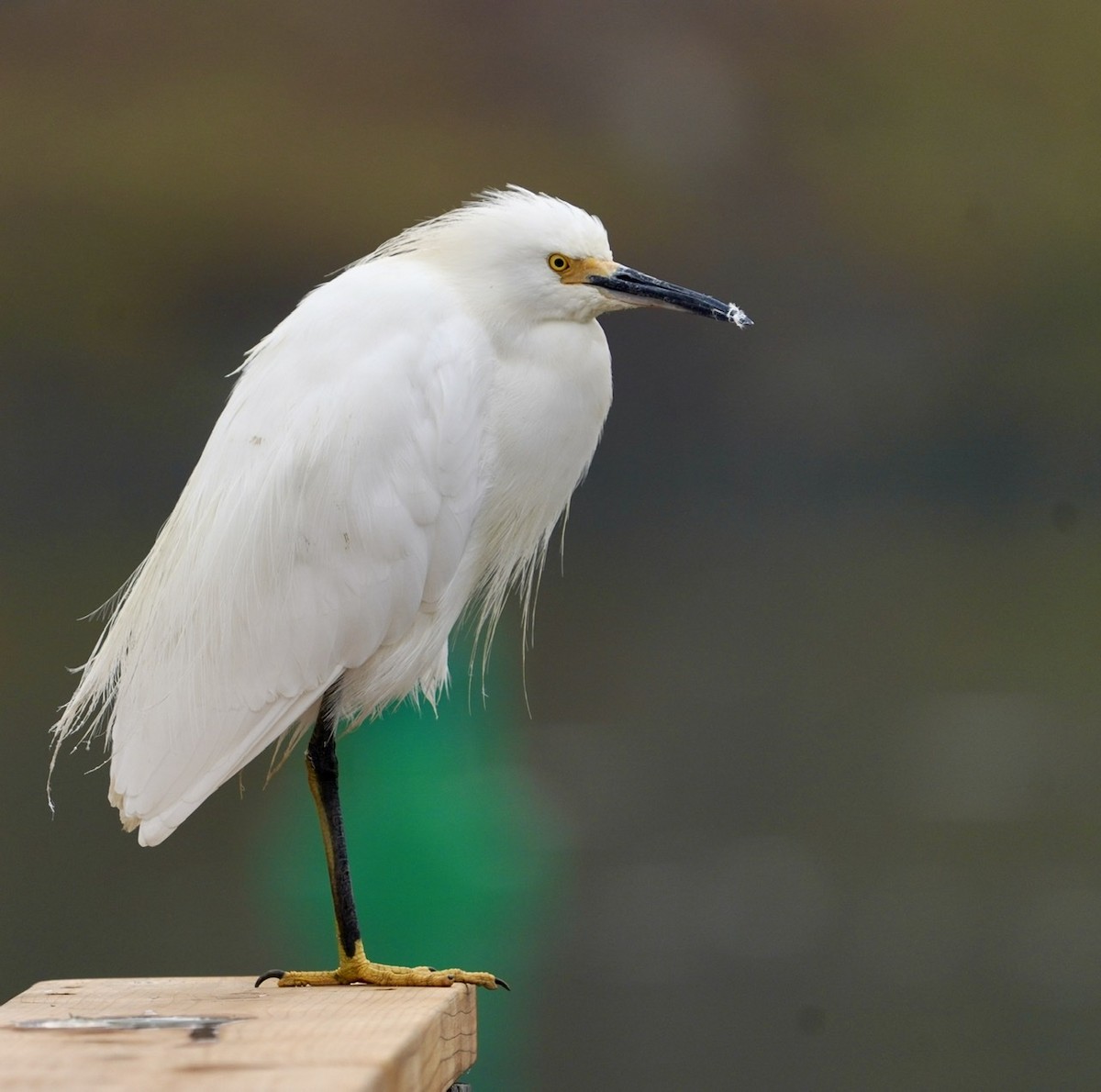 Snowy Egret - Cliff Halverson