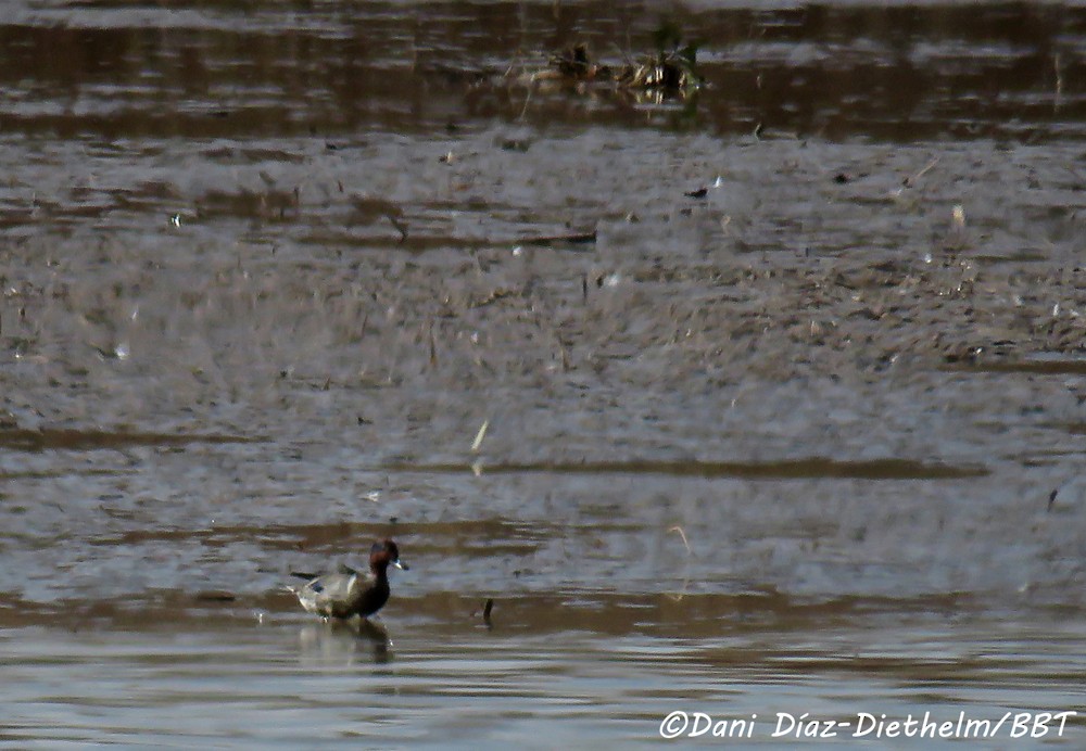 Green-winged Teal (American) - ML491425701