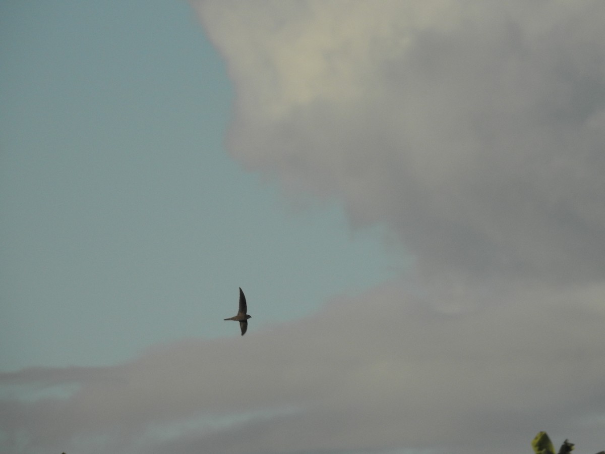 Asian Palm Swift - ML491426201