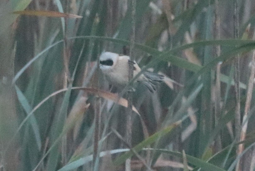 Rémiz penduline - ML491426221