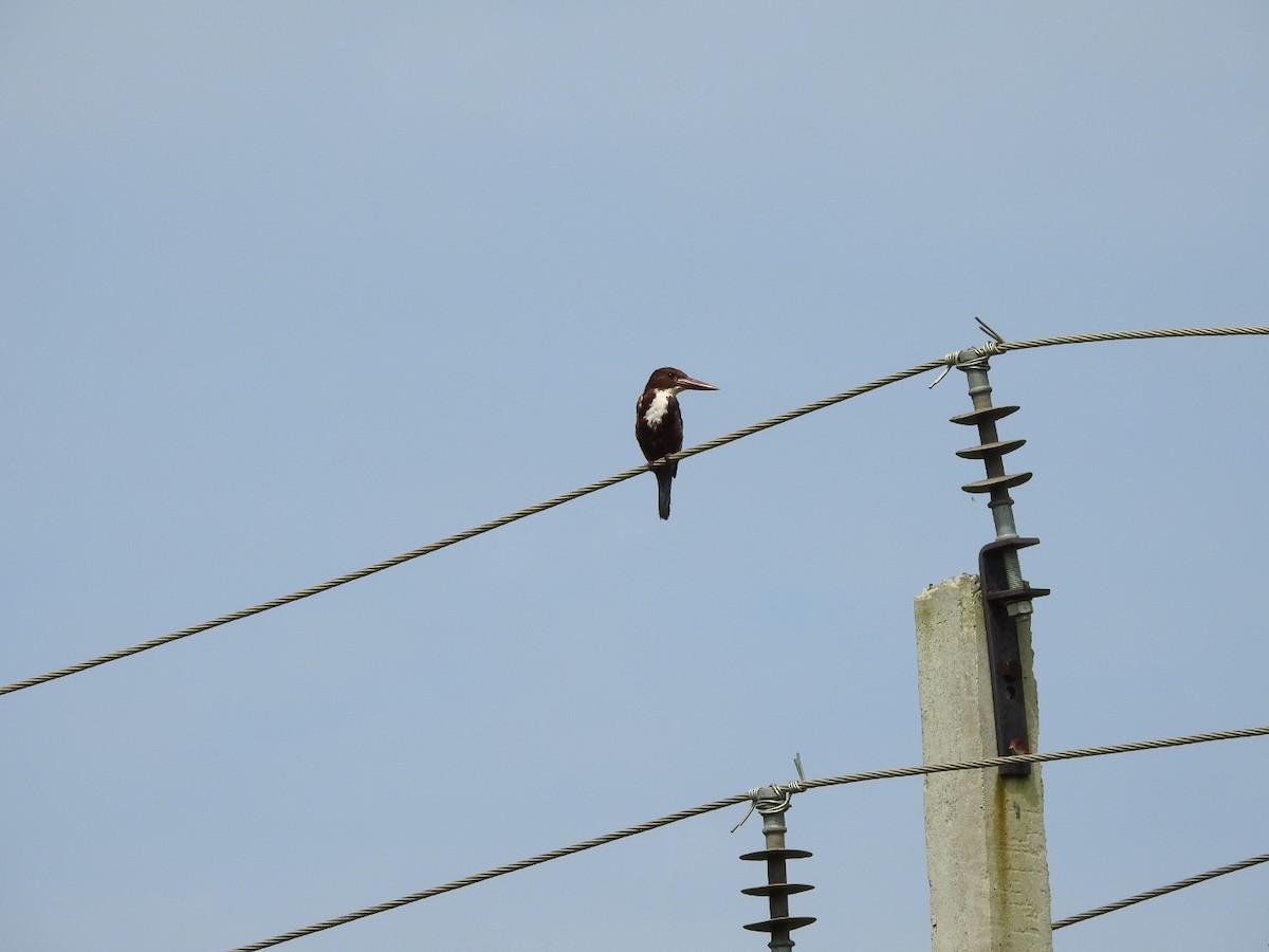 White-throated Kingfisher - RAVEESHA H N