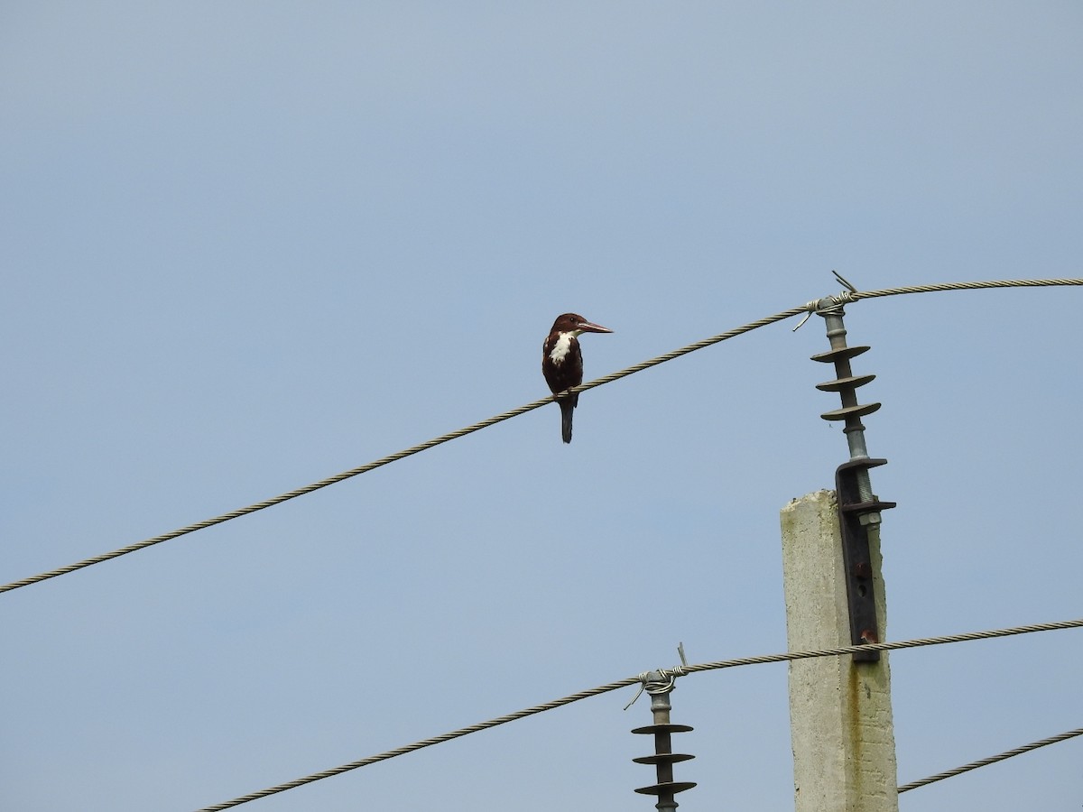 White-throated Kingfisher - ML491426671