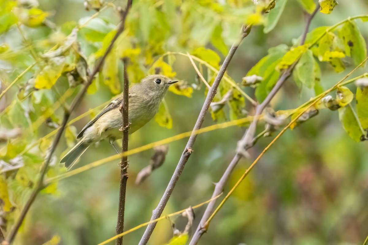 Ruby-crowned Kinglet - ML491428001