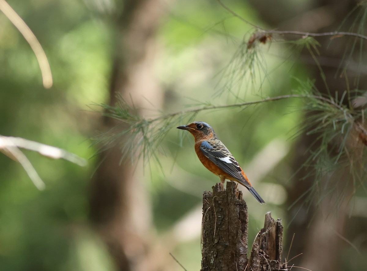 White-throated Rock-Thrush - ML491428011