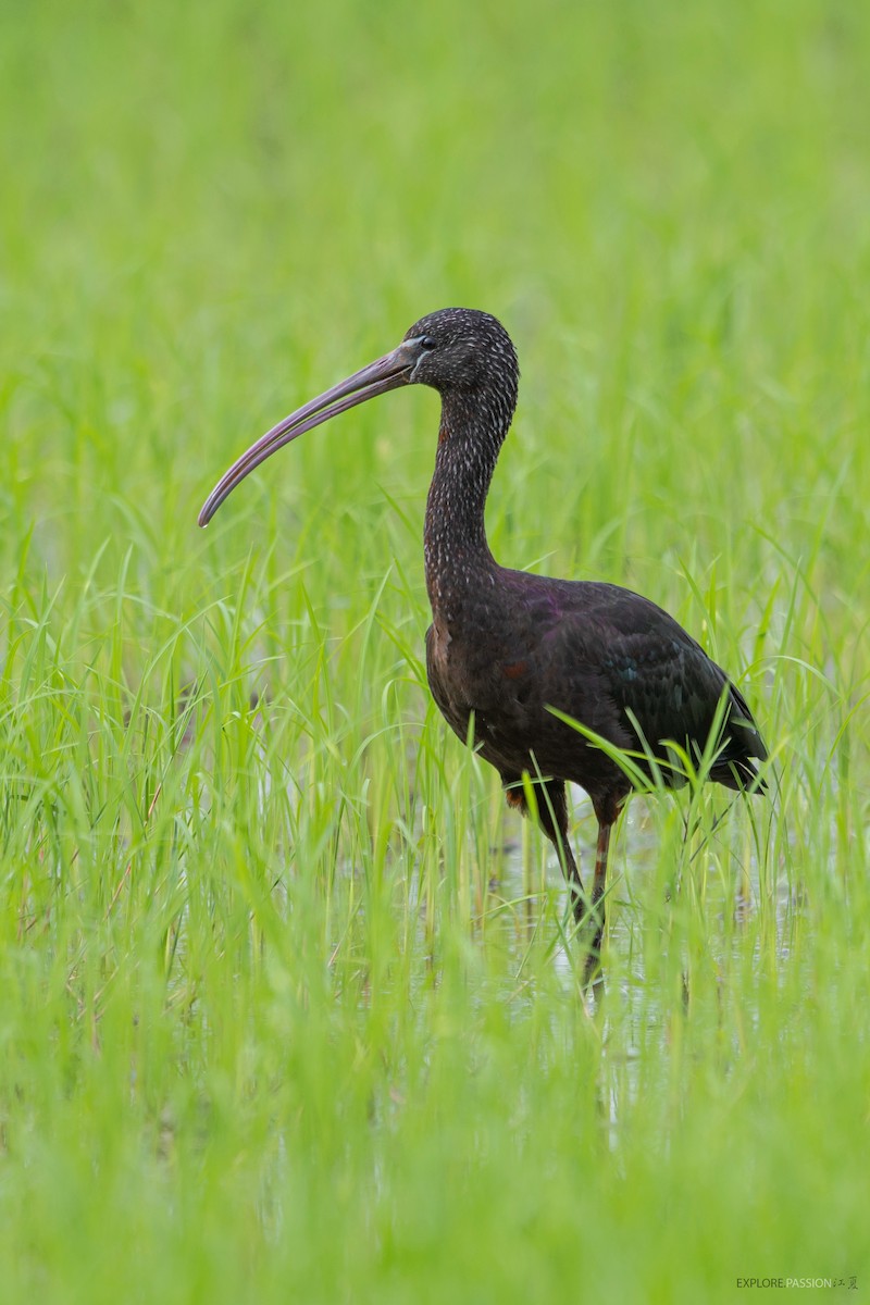 Glossy Ibis - ML491429191