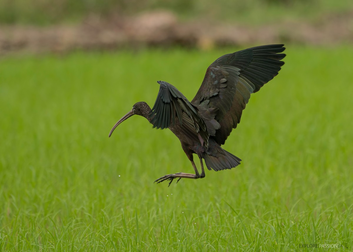 Glossy Ibis - ML491429201