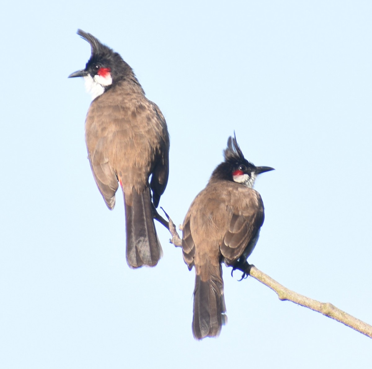 Red-whiskered Bulbul - ML491429441