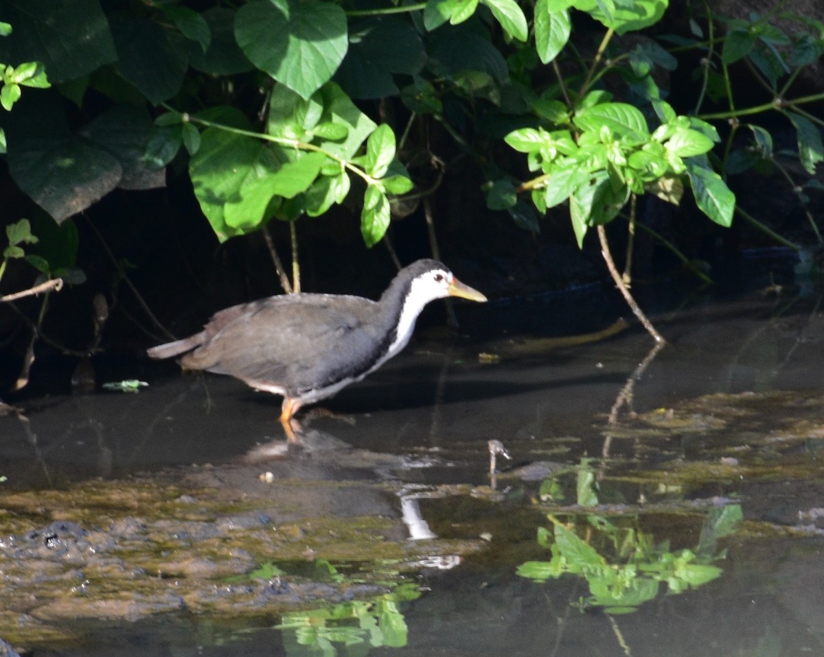 White-breasted Waterhen - George Kuriakose  Basil