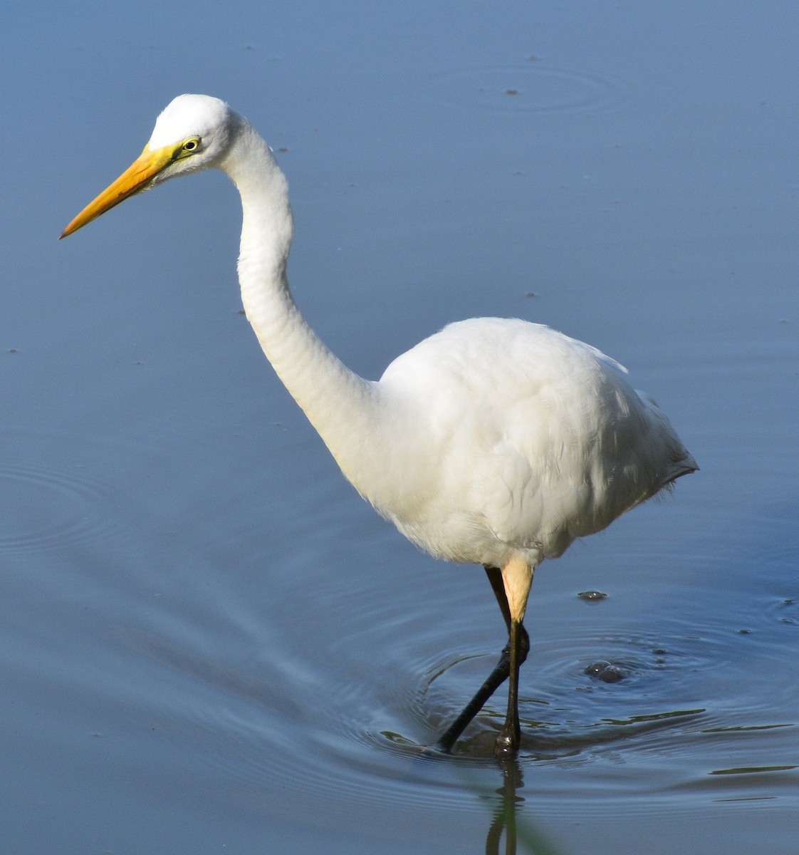 Great Egret - ML491429481