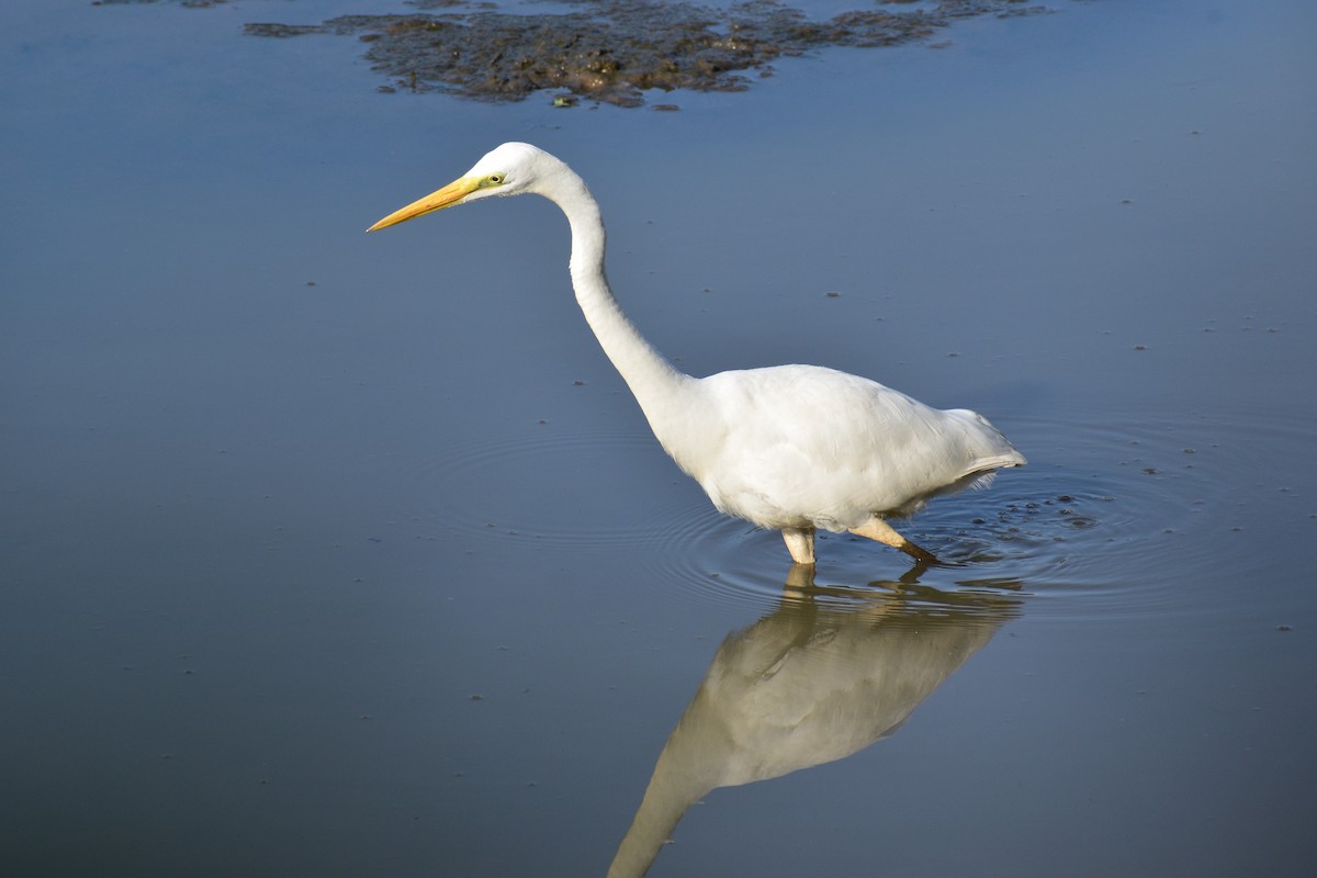 Great Egret - ML491429511