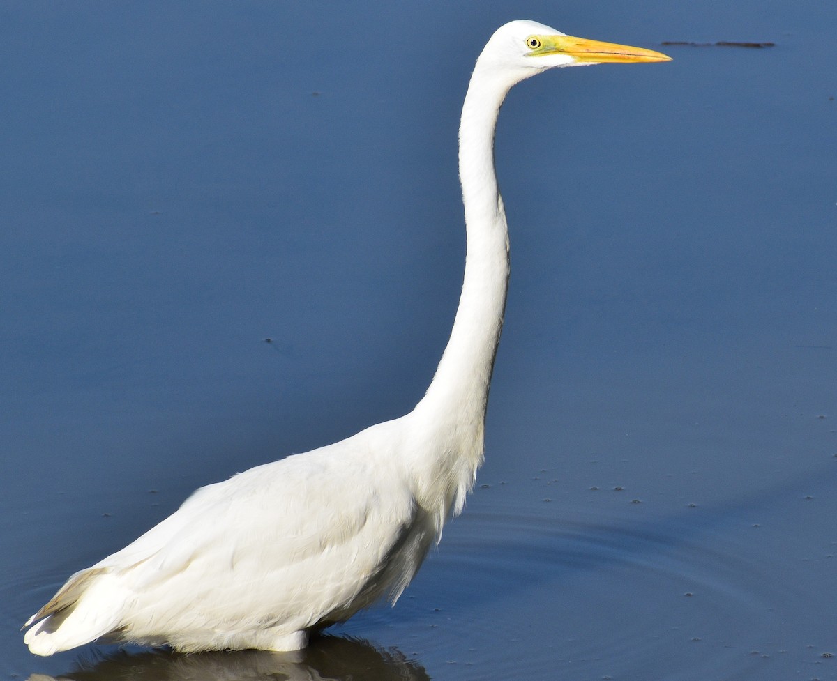 Great Egret - ML491429541