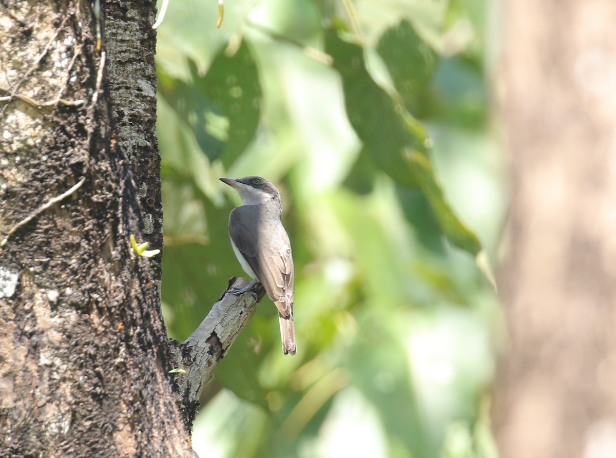 Malabar Woodshrike - ML491429551