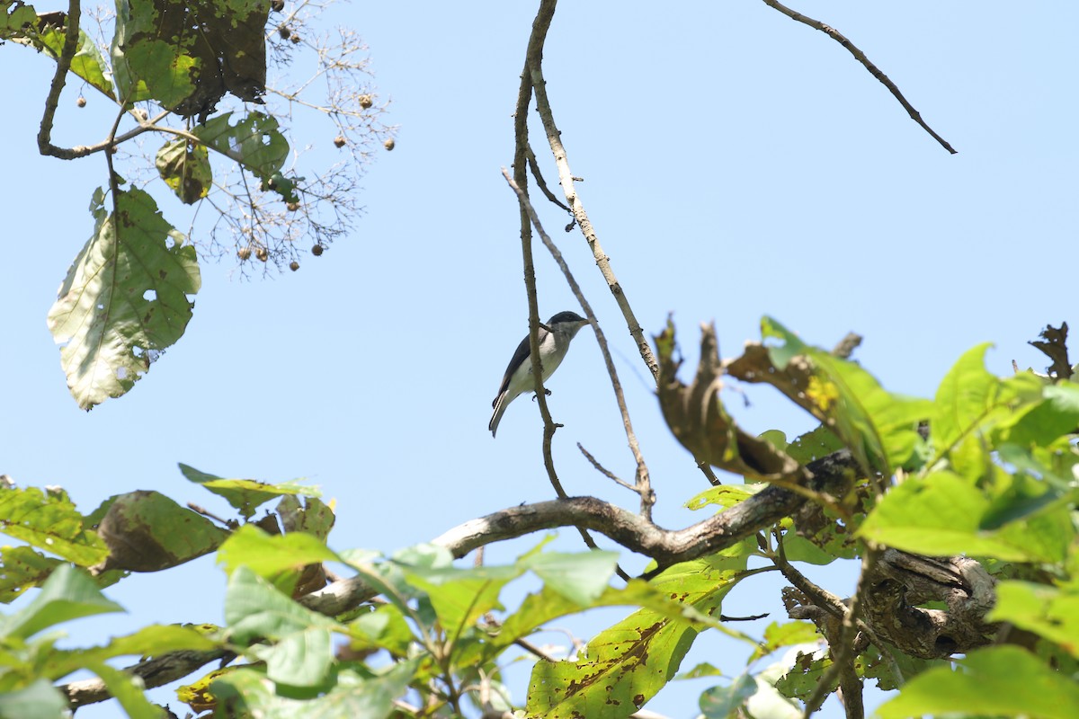 Malabar Woodshrike - ML491429581