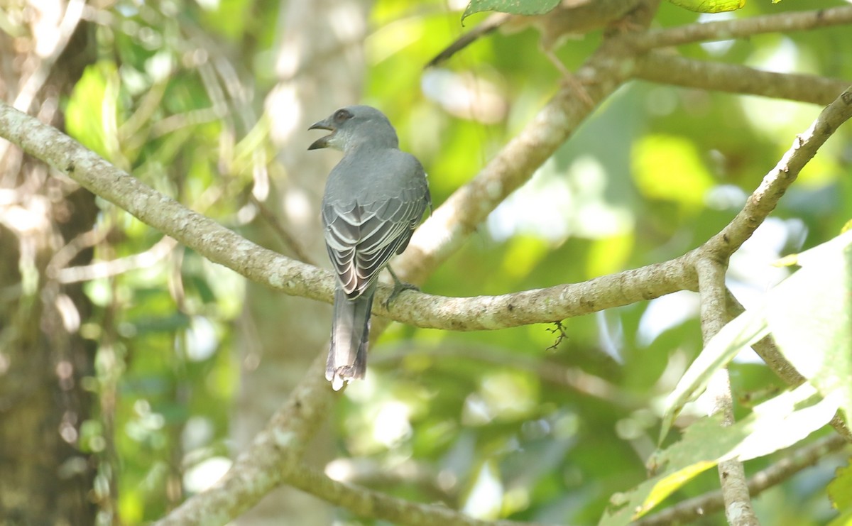 Large Cuckooshrike - ML491430061