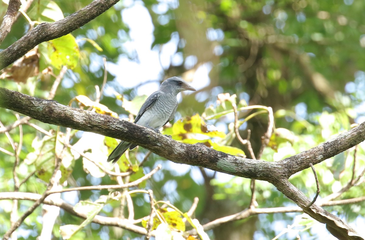 Large Cuckooshrike - ML491430071