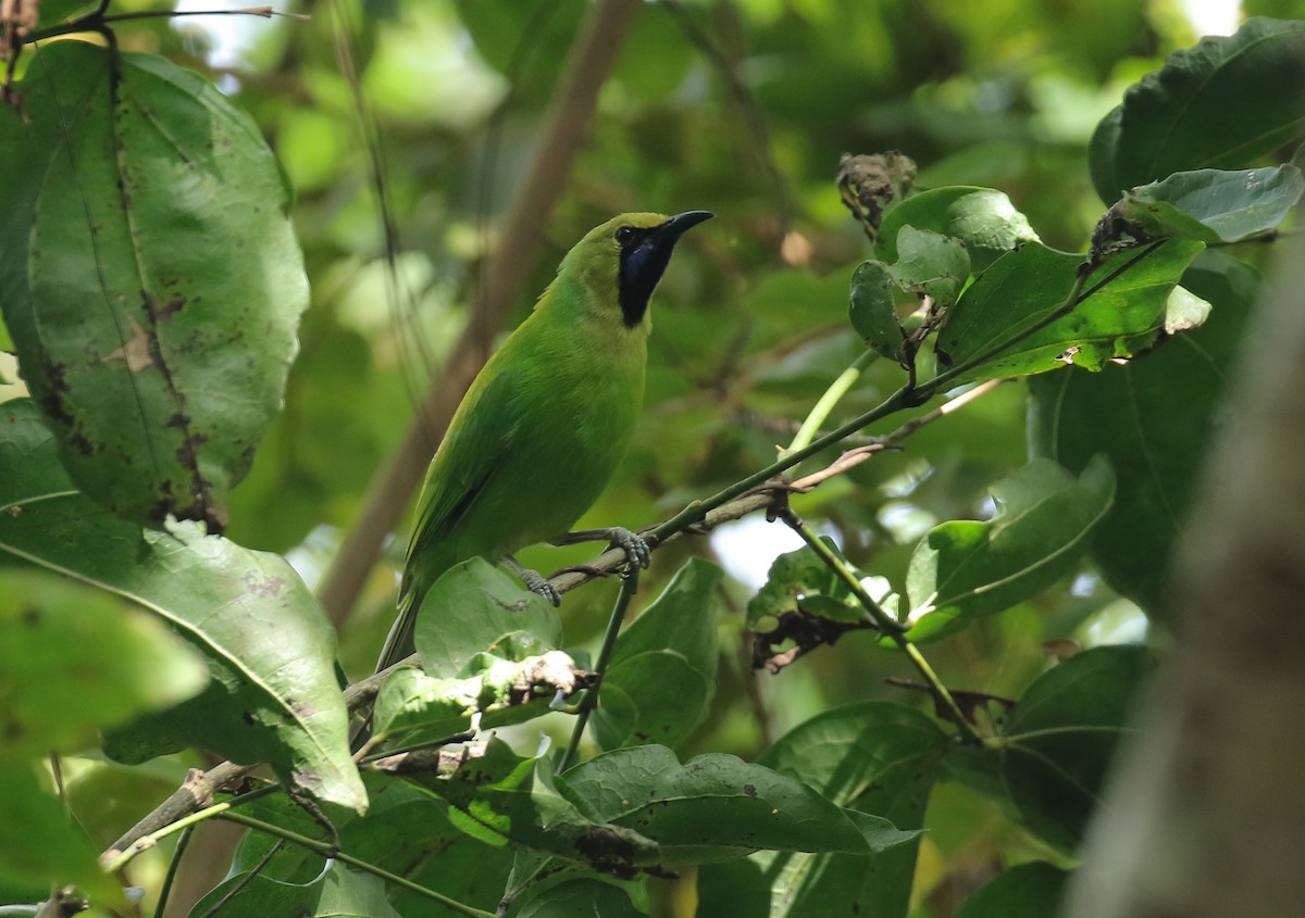 Jerdon's Leafbird - ML491430161