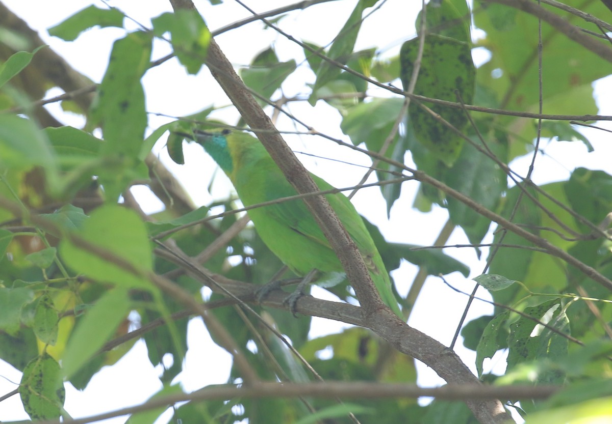 Jerdon's Leafbird - ML491430201