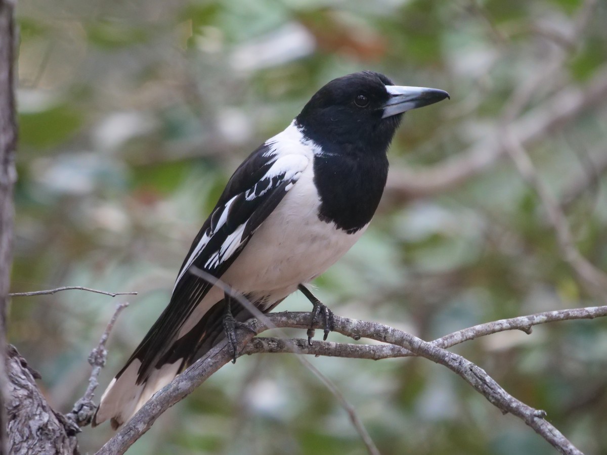 Pied Butcherbird - ML491430441