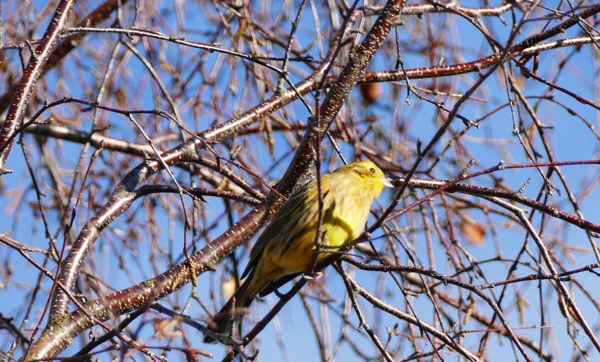 Yellowhammer - eero salo-oja