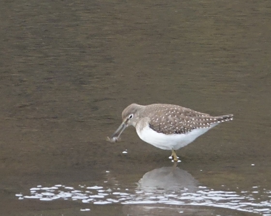 Solitary Sandpiper - ML491431511