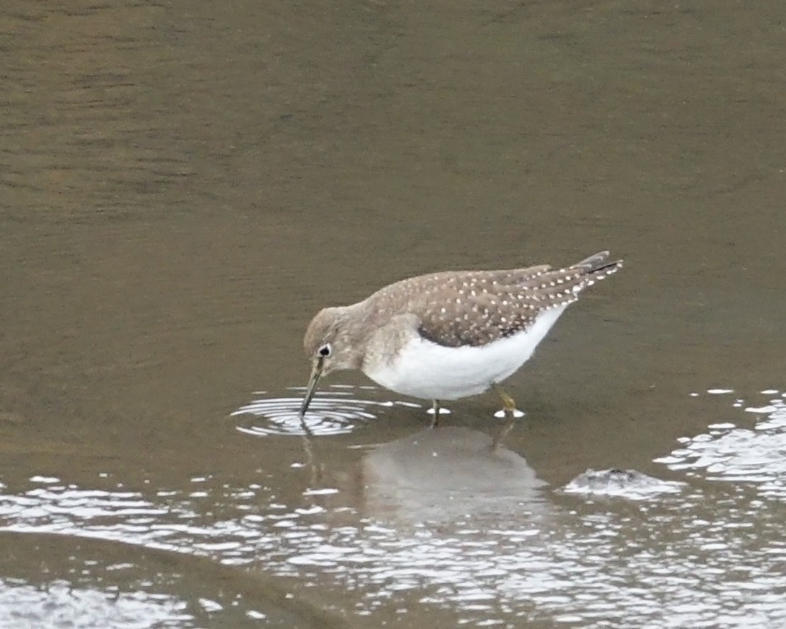 Solitary Sandpiper - ML491431521