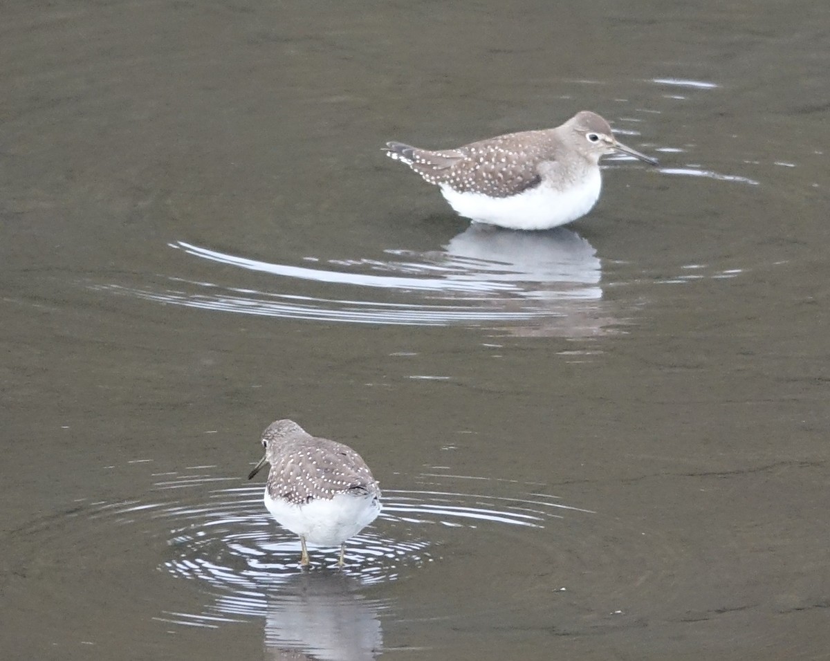 Solitary Sandpiper - ML491431531