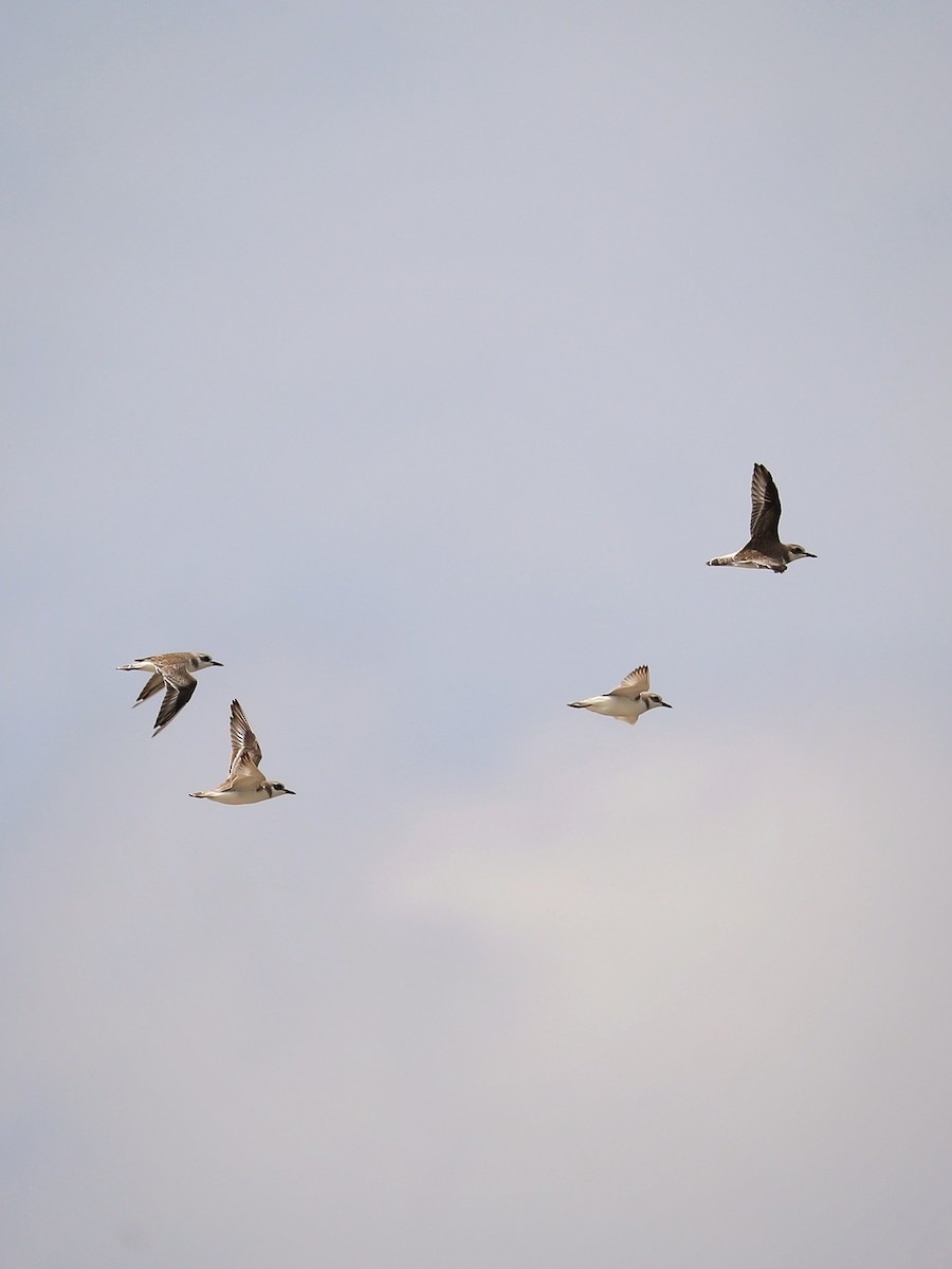 Greater Sand-Plover - ML491432871