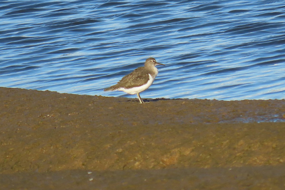 Common Sandpiper - ML491432911