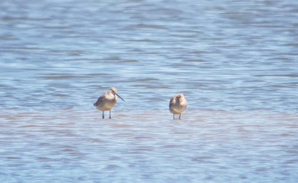 Asian Dowitcher - ML491433191