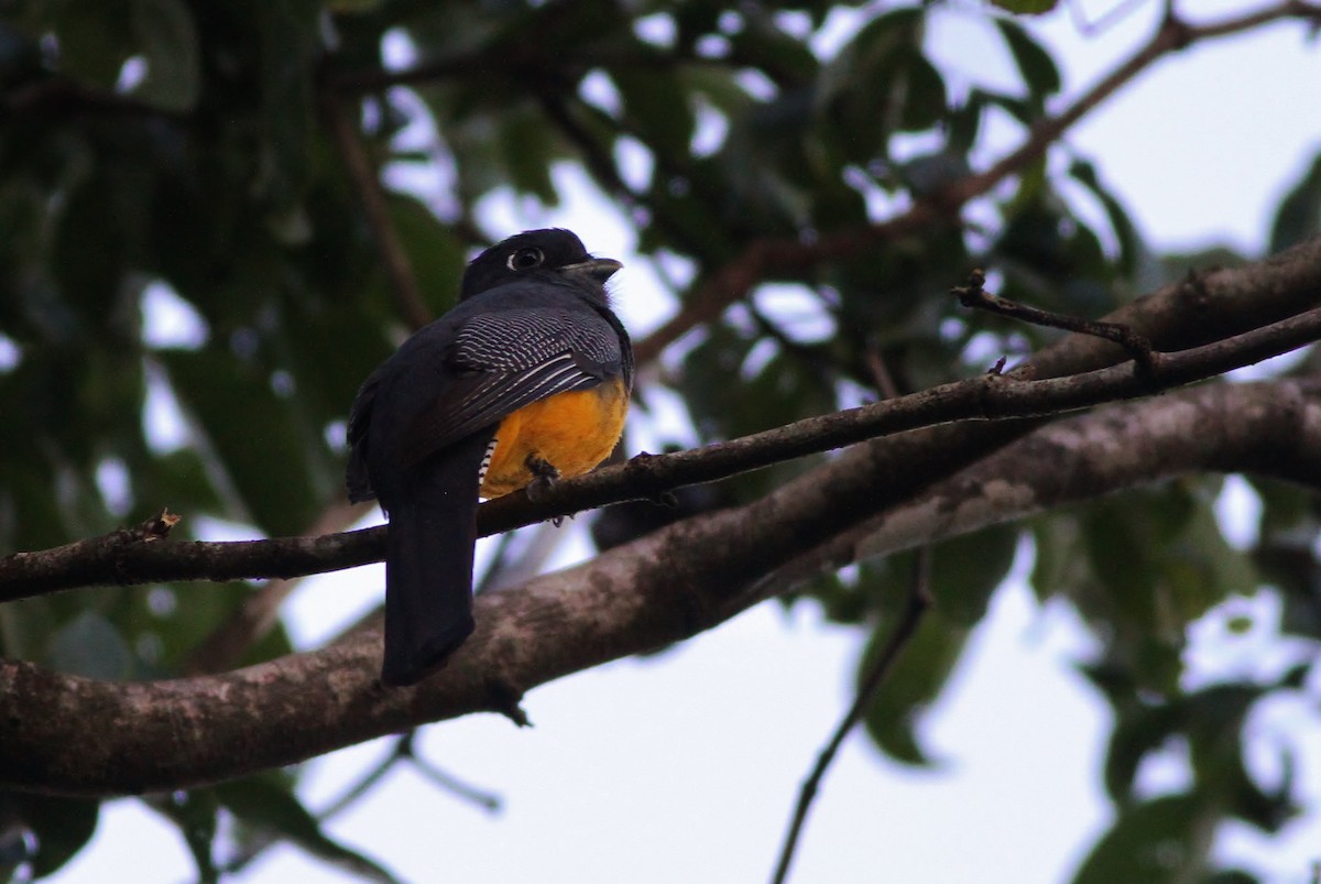 Gartered Trogon - ML49143321