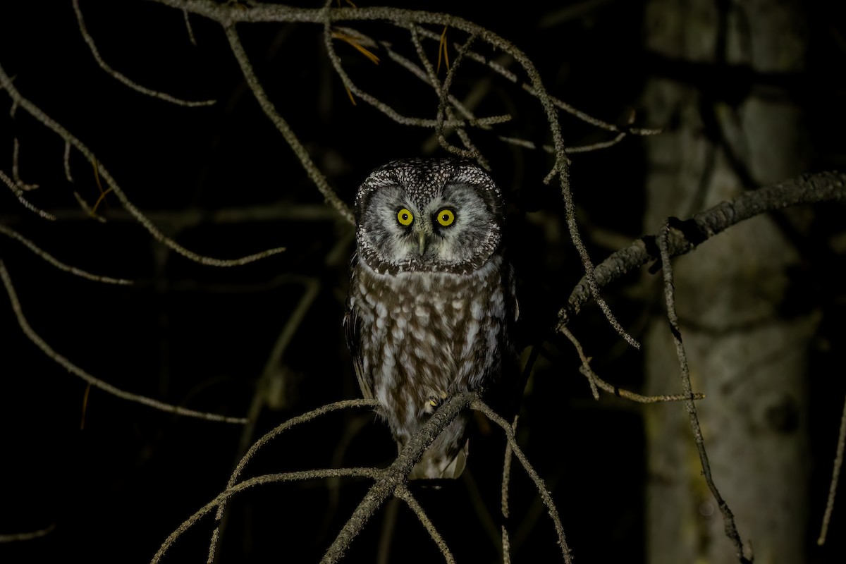Boreal Owl (Richardson's) - ML491433281