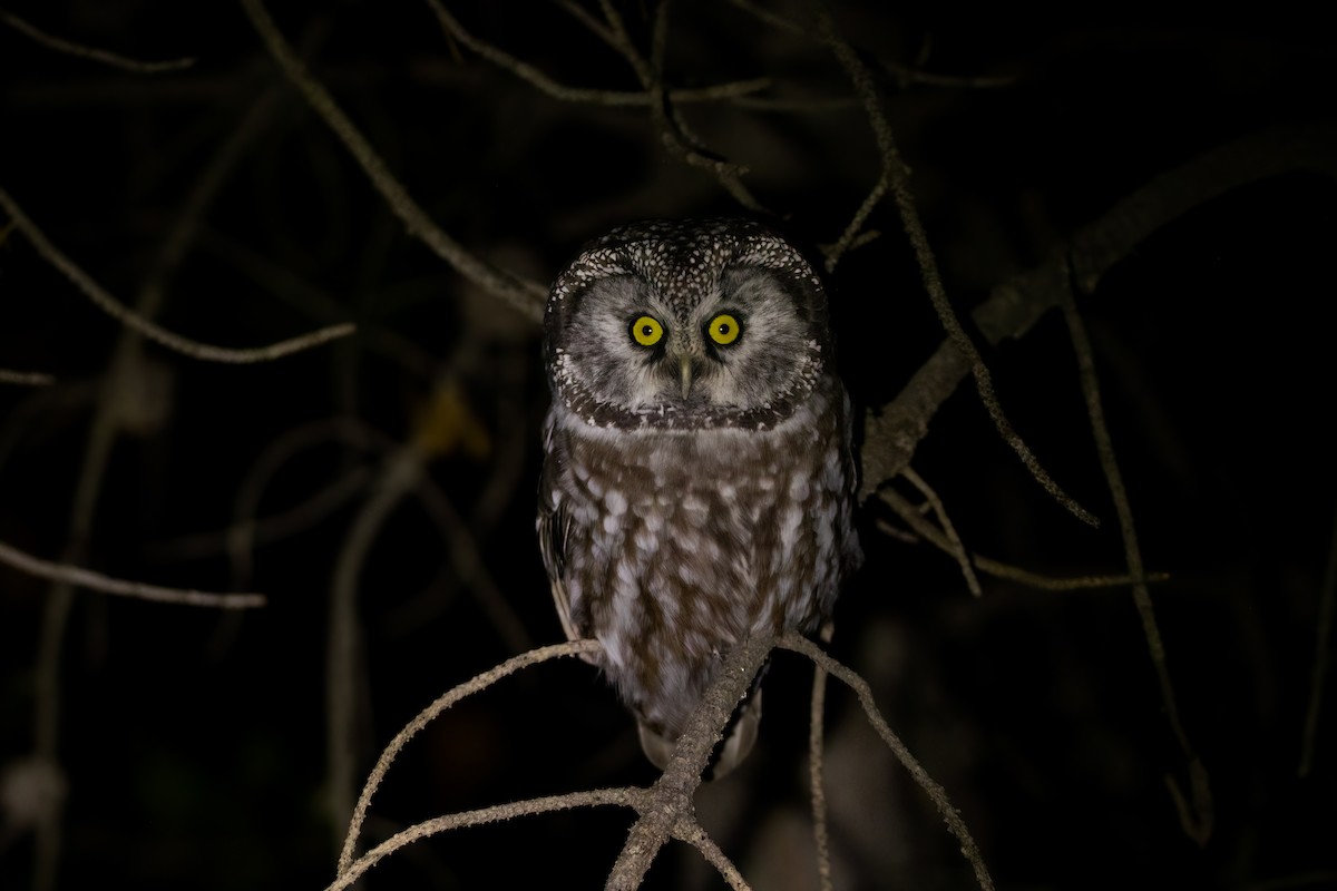 Boreal Owl (Richardson's) - Quinn Diaz