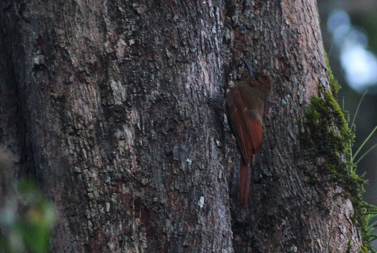 Northern Barred-Woodcreeper - ML49143421