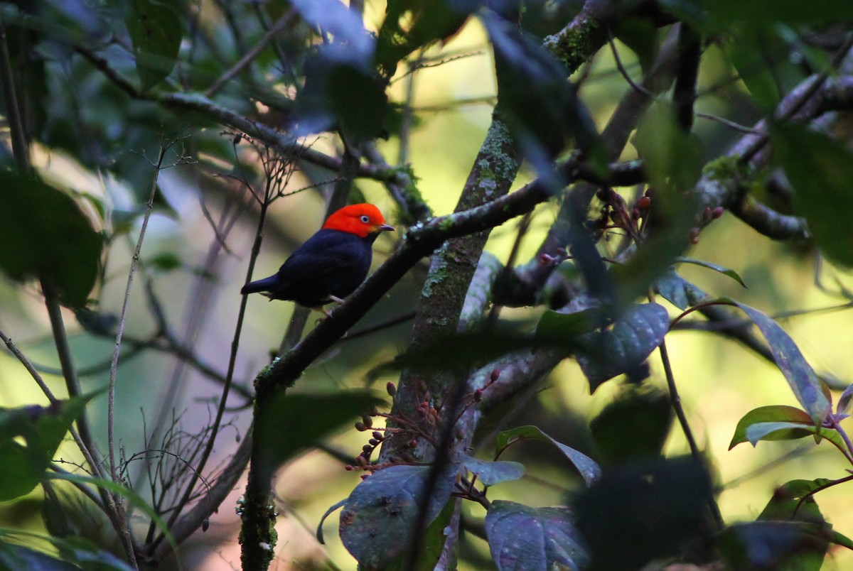 Red-capped Manakin - ML49143441