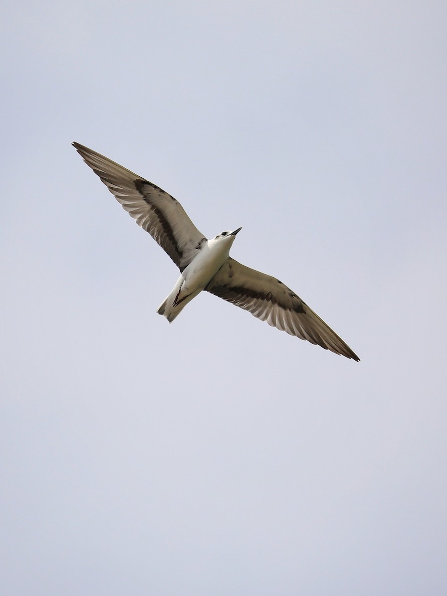 White-winged Tern - ML491437051