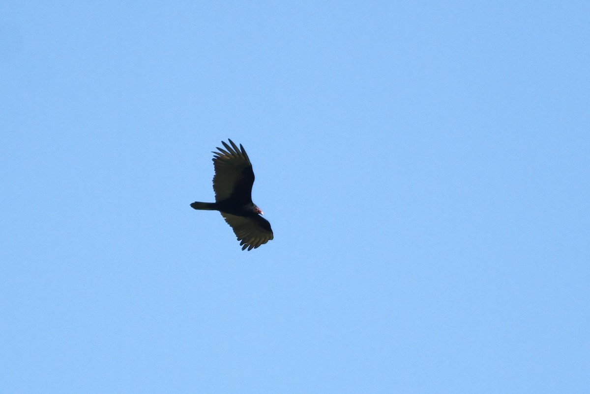 Turkey Vulture (Northern) - ML49143731