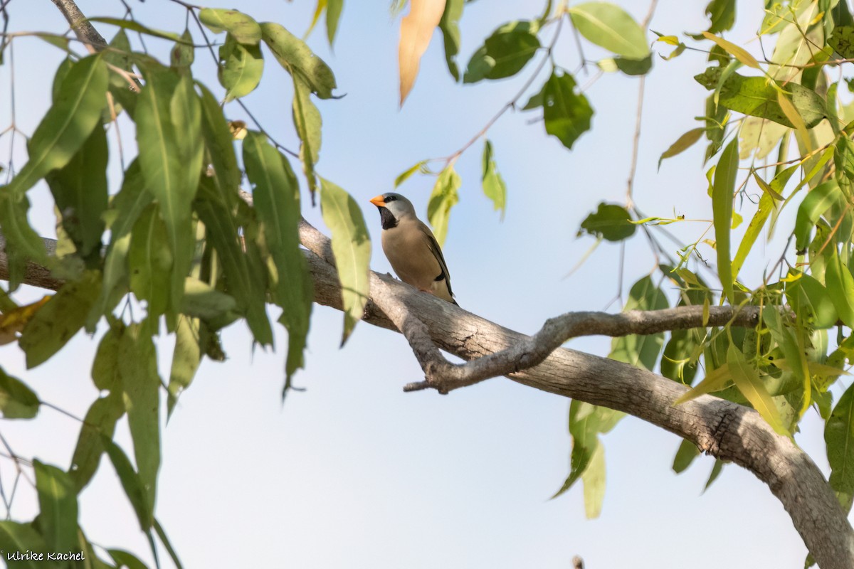 Long-tailed Finch - ML491439151
