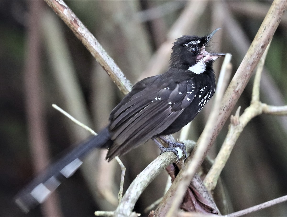 Black Thicket-Fantail - ML491439501