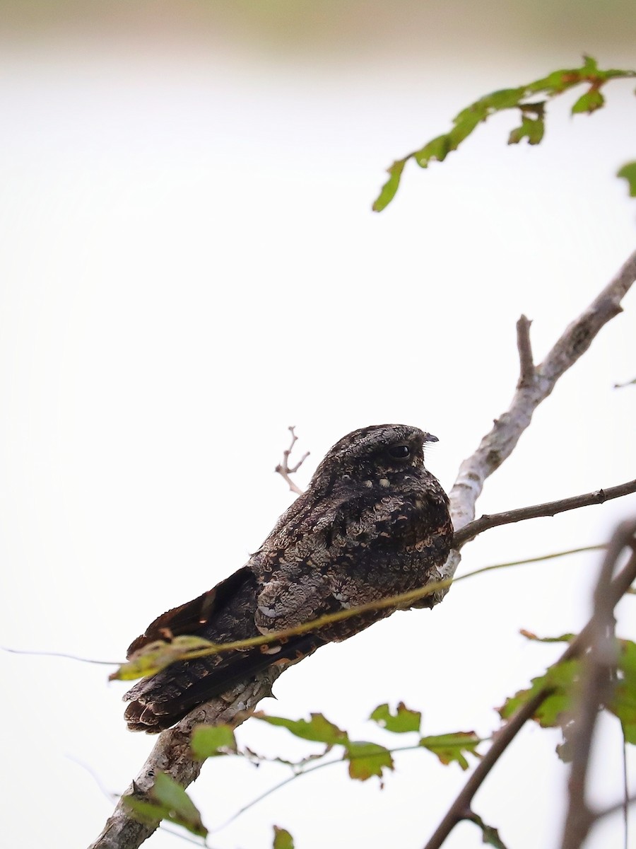 Gray Nightjar - Matthias Alberti