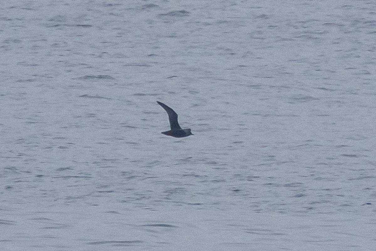 Sooty Shearwater - ML491439901