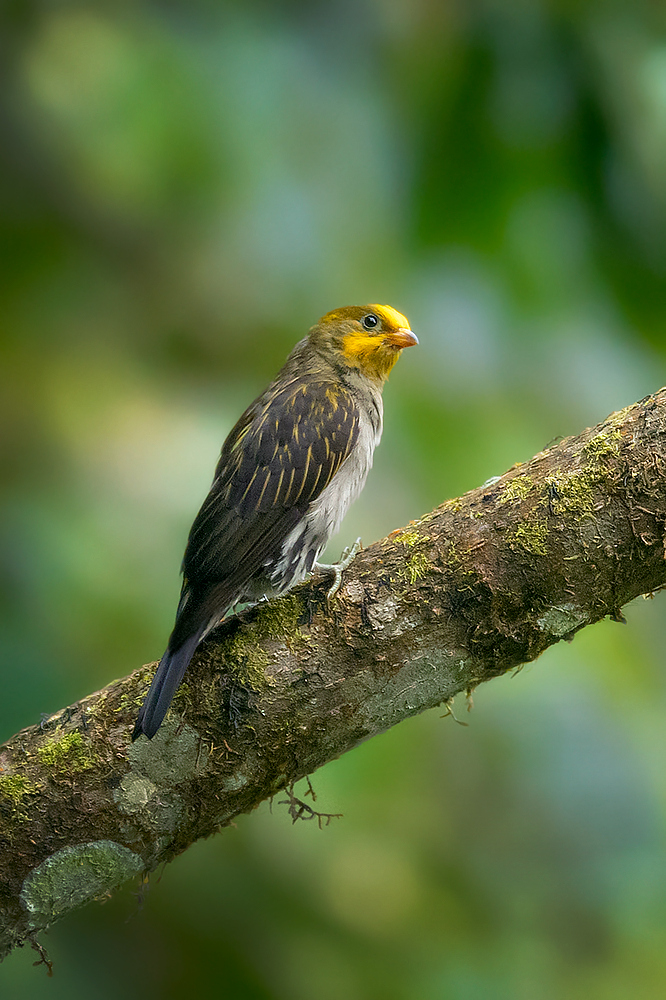 Yellow-rumped Honeyguide - Sandeep  Chakraborty