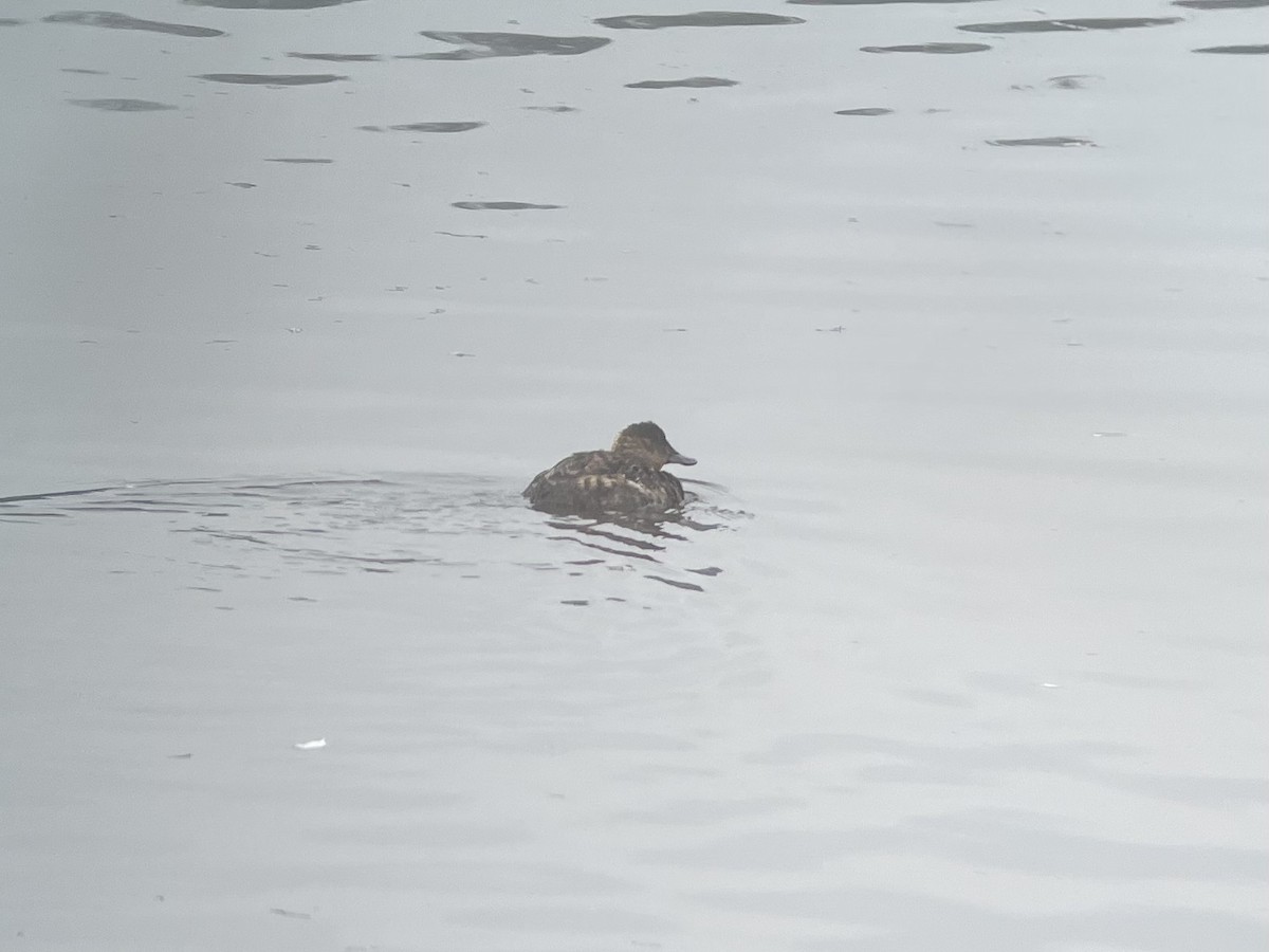 Ruddy Duck - ML491440851