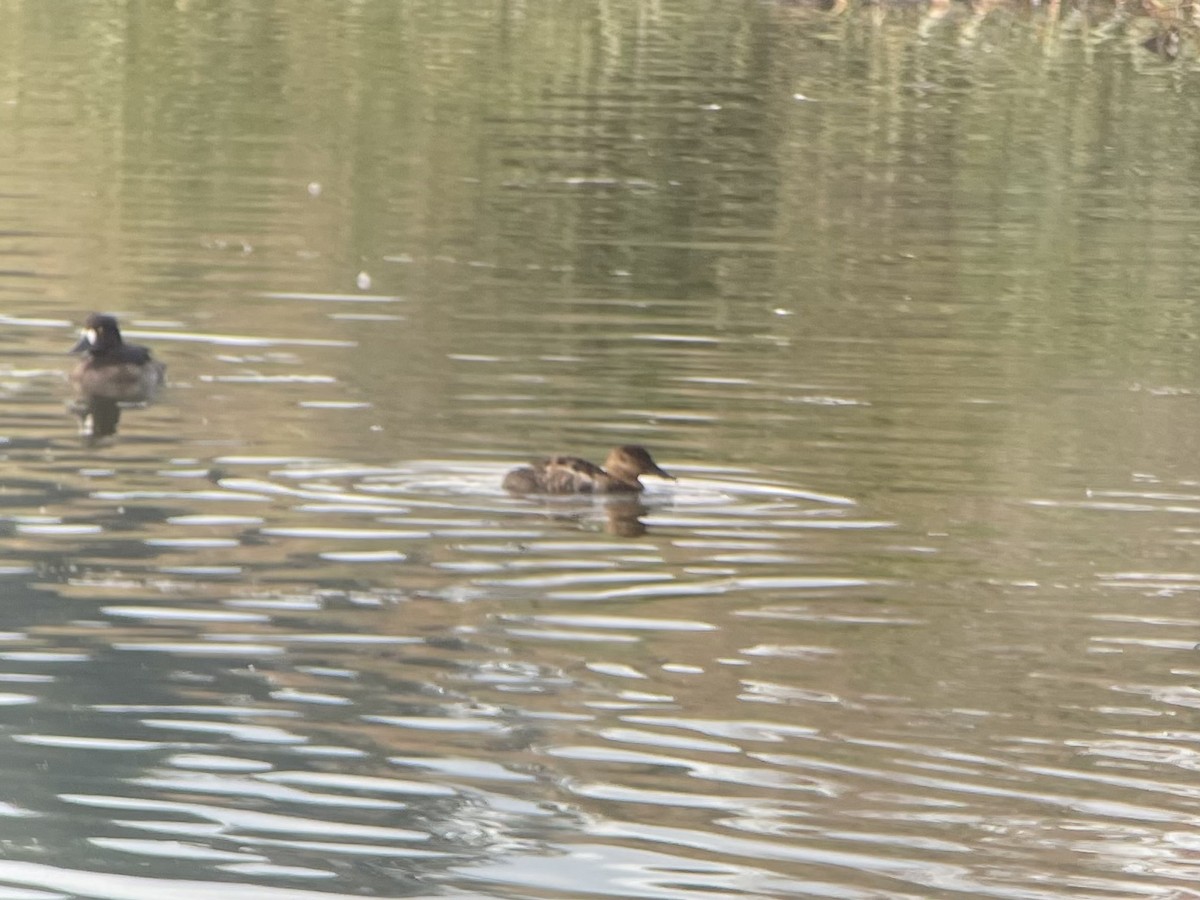 Ruddy Duck - ML491440921