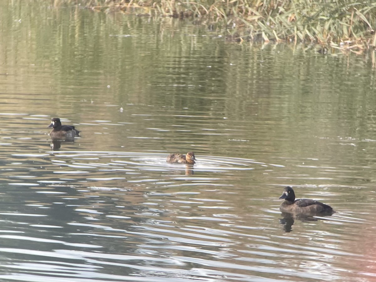 Ruddy Duck - ML491440931